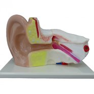 Ухо человека