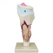 Гортань людини