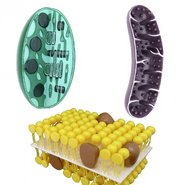 Органоїди клітини (набір)