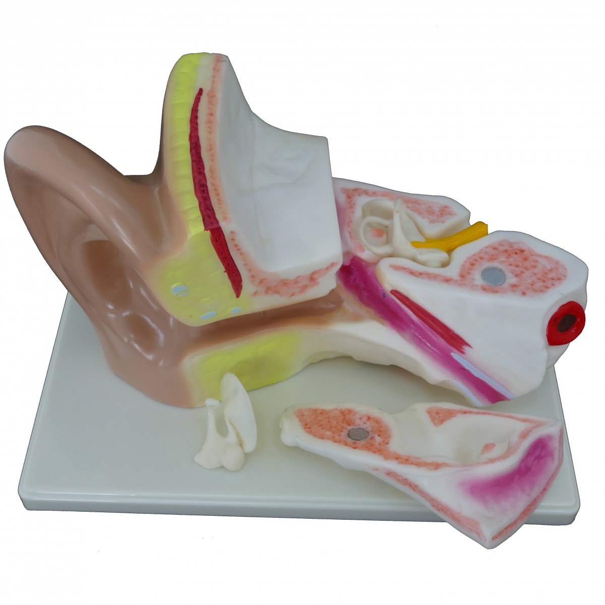 Ухо человека