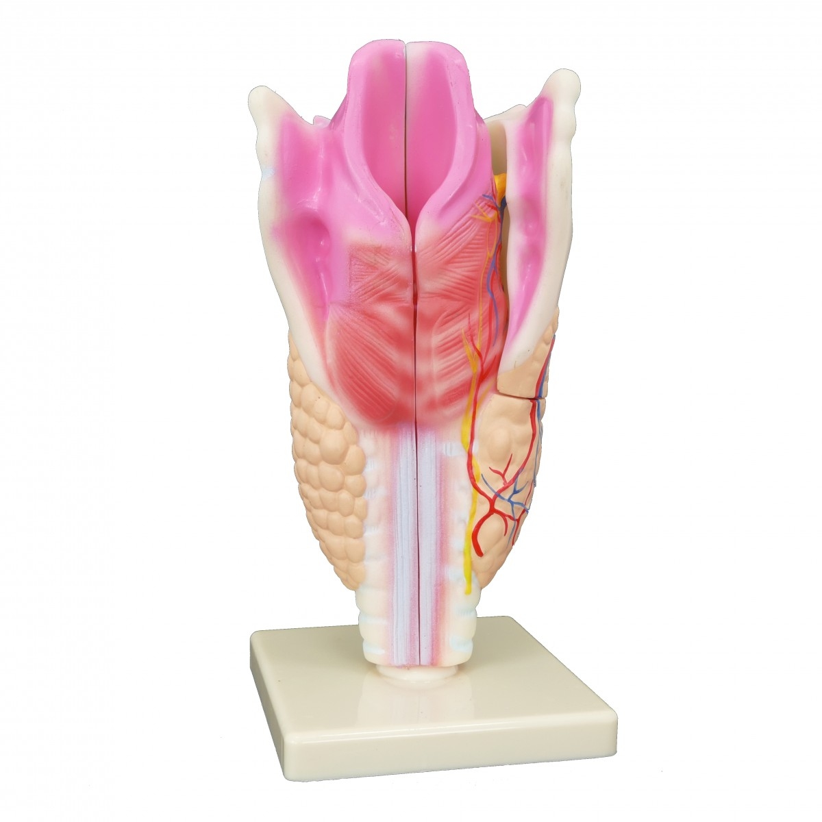 Гортань людини