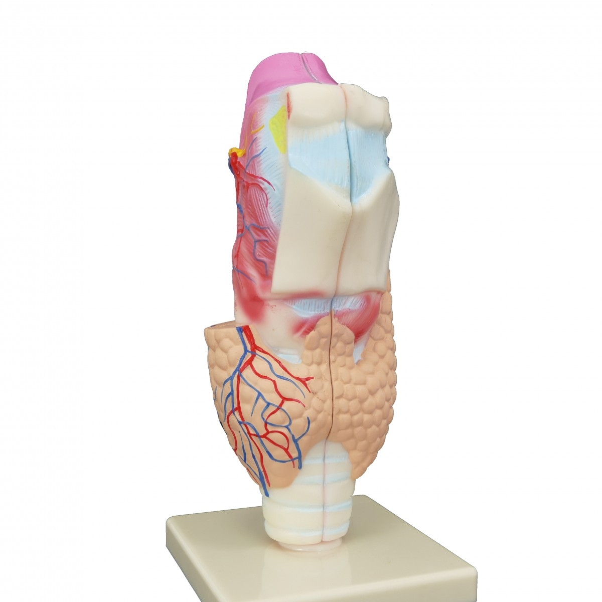 Гортань людини