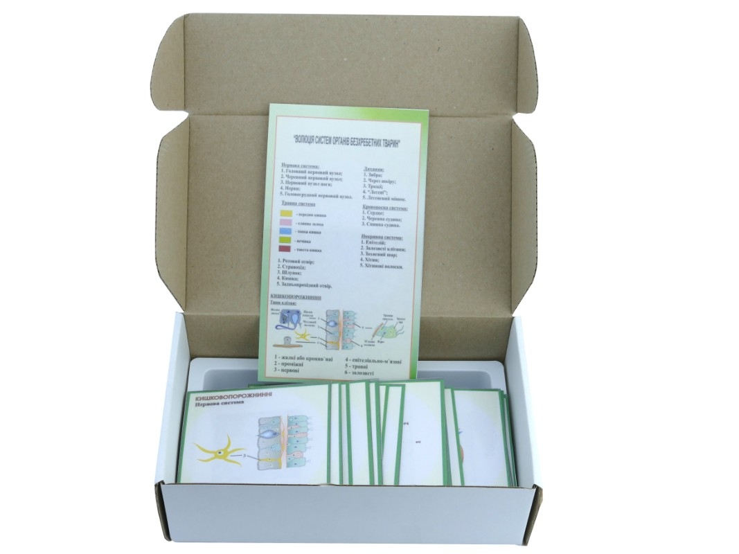 Эволюция системы органов беспозвоночных животных