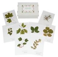 Гербарий Лиственные деревья и кусты 