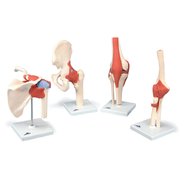 Об'ємна модель Суглоби людини