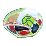 Об'ємна модель Беззубка