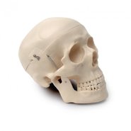 Об'ємна модель Череп людини