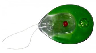 Об'ємна модель Хламідомонада