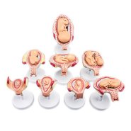 Набір моделей Ембріональний розвиток людини