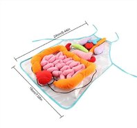 Фартук-модель Органы тела человека