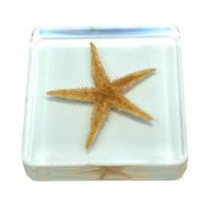 Коллекция Морская звезда в прозрачном пластике