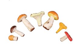 Муляжи грибов