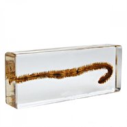 Модель Нереида