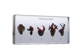 Коллекция Разновидности систем кровообращения у животных