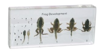Коллекция Развитие лягушки 