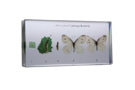 Коллекция Развитие насекомых с полным превращением (Бабочка) в прозрачном пластике