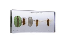 Коллекция Развитие насекомых с полным превращением. Шелкопряд в прозрачном пластике