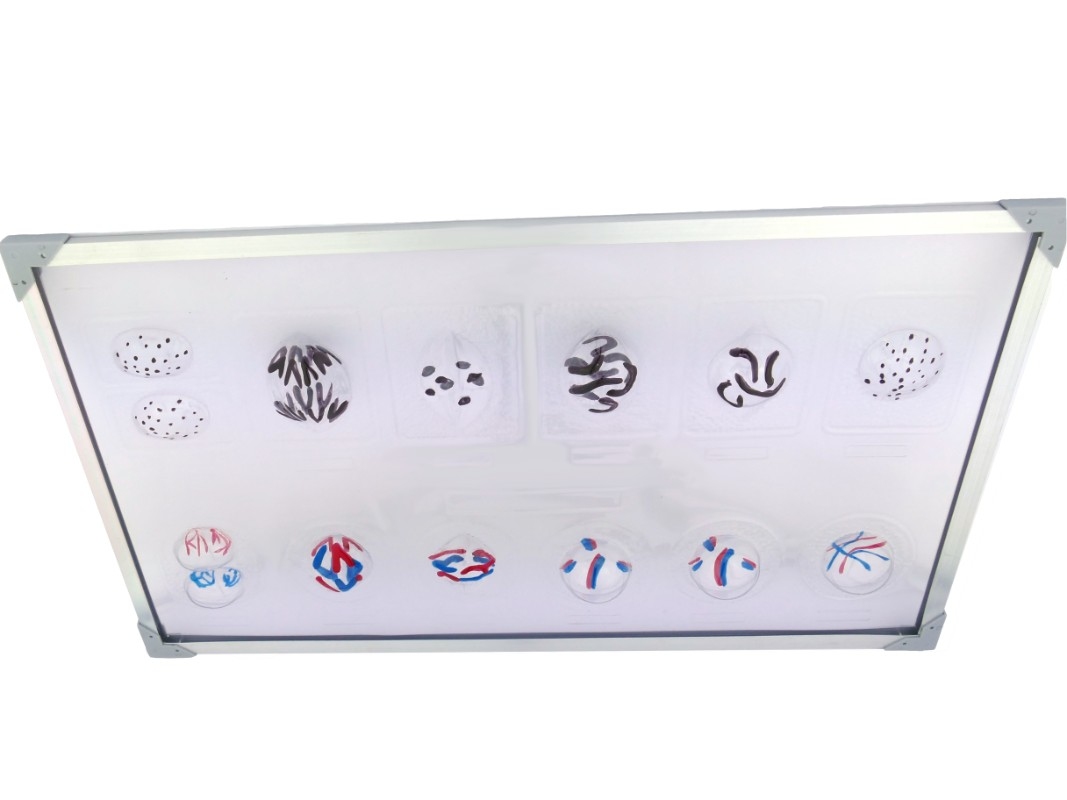 Схема мітозу і мейозу (на панелі)