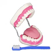 Об'ємна модель Гігієна зубів. Верхня та нижня щелепи людини