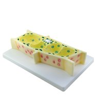 Клетка растения (малая непрозрачная)