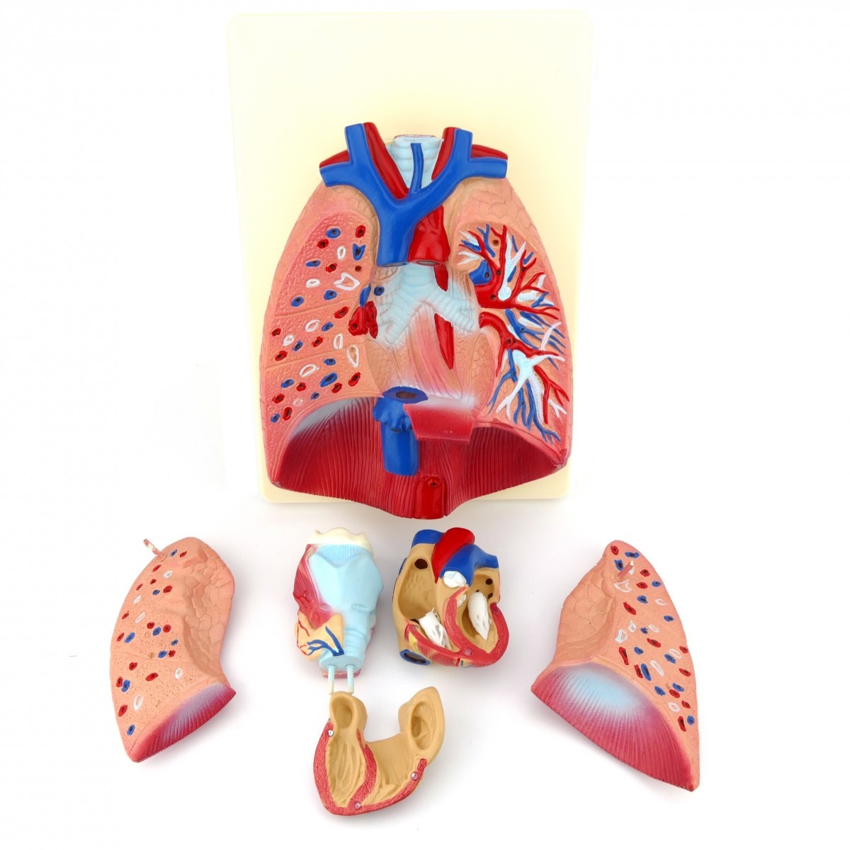 Легкие человека