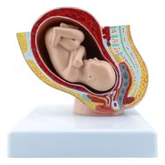 Модель Вагітність людини на 40 тижні