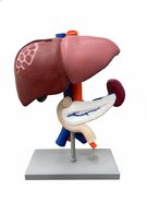 Об'ємна модель Будова печінки та підшлункової залози