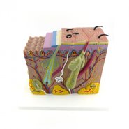 Будова шкіри людини