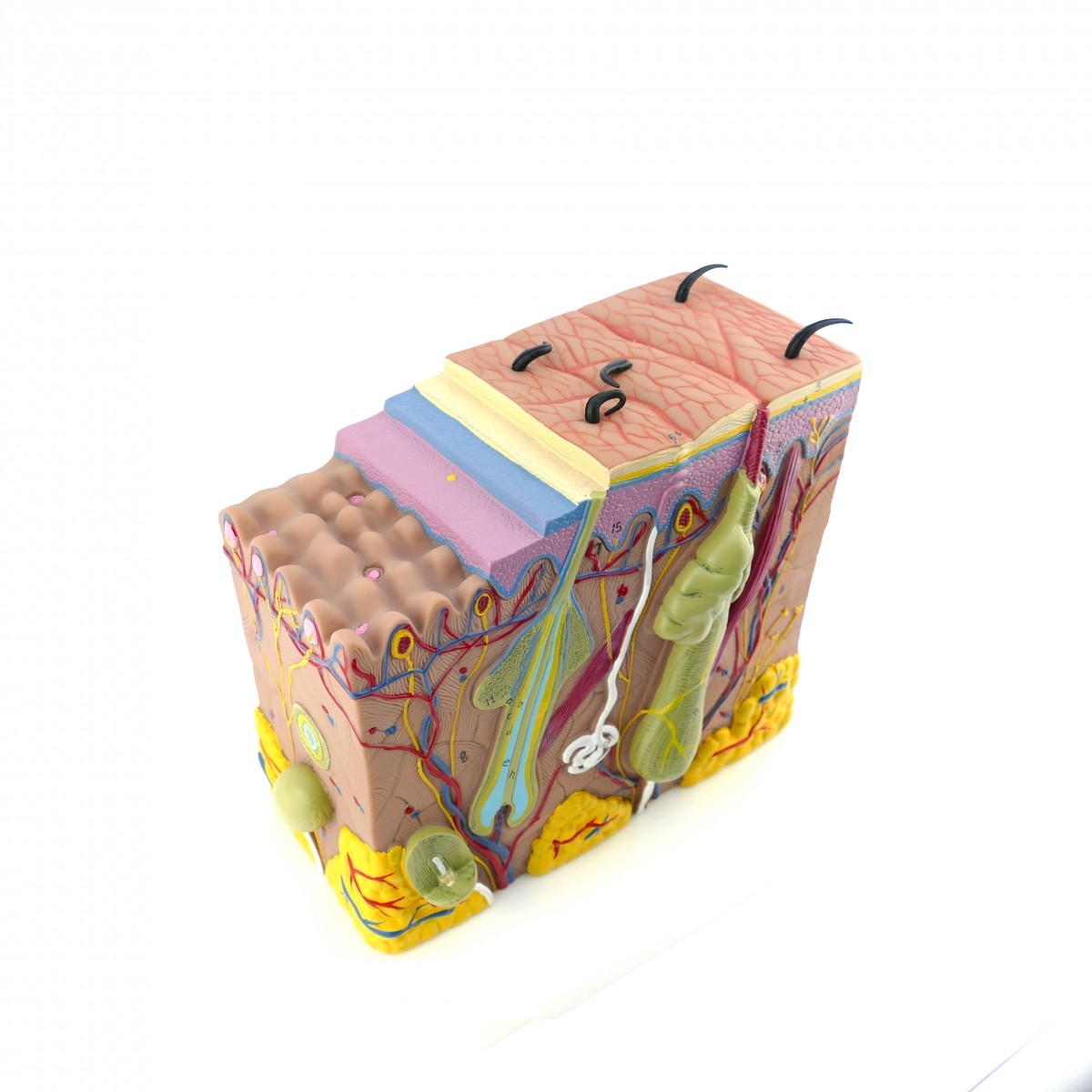 Будова шкіри людини