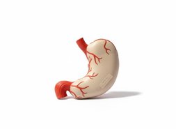 Об'ємна модель Будова шлунку