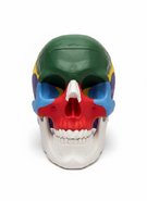 Об'ємна модель Череп людини з розфарбованими кістками