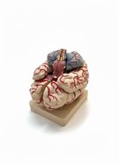 Об'ємна модель Головний мозок людини з артеріями