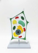 Об'ємна модель Клітина рослинна