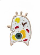 Об'ємна модель Клітина тваринна