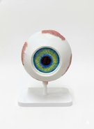 Об'ємна модель Око людини