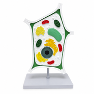 Об'ємна модель Клітина рослинна