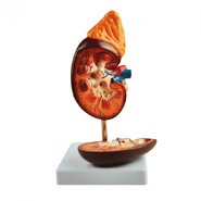 Нирка людини