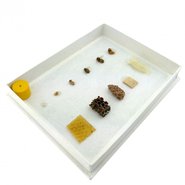 Коллекция Развитие медоносной пчелы