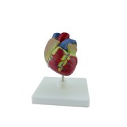 Об'ємна модель Серце людини
