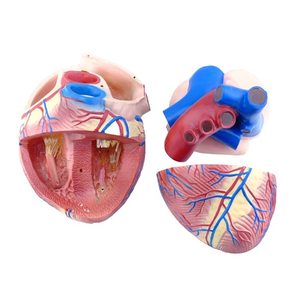 Серце людини велике