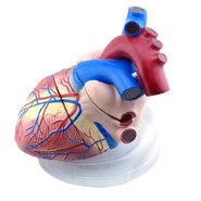 Серце людини велике