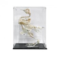 Скелети хордових. Скелет голуба