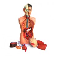 Модель Торс людини 