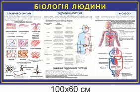 Биология человека 2
