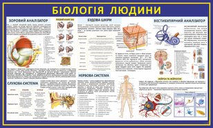 Биология человека 4