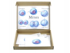 Схема митоза