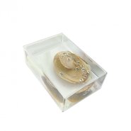 Модель Беззубка (внешнее строение)