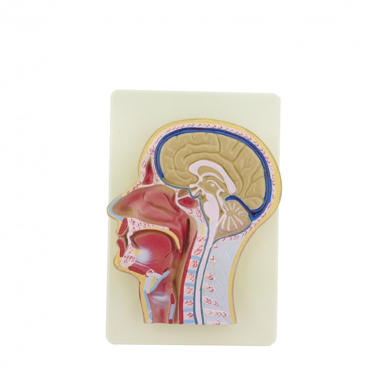 Голова людини. Сагітальний розріз