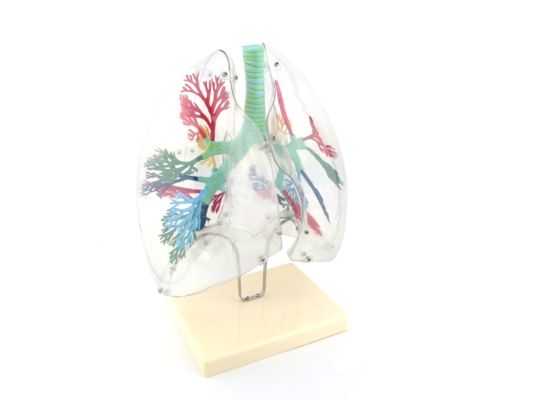 Легені людини прозорі