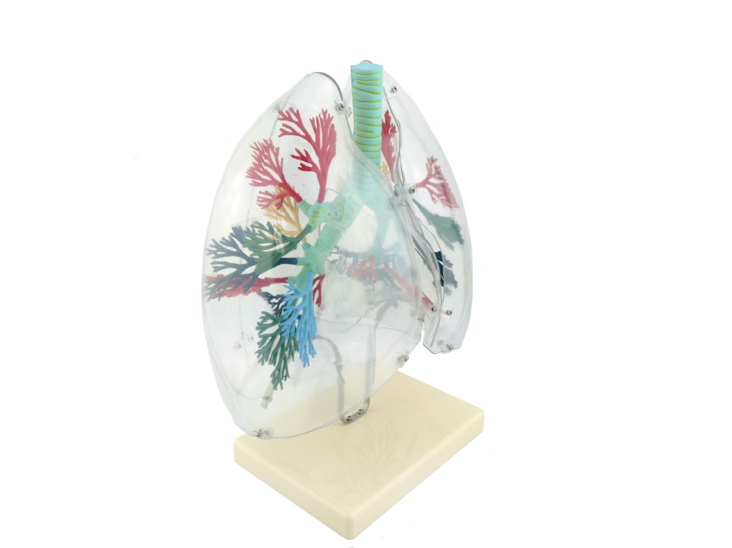 Легені людини прозорі